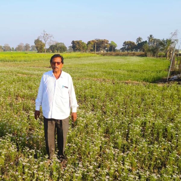 दौलतराम ने ग्रीष्मकालीन धान के बदले लगाई धनिया की फसल, किसानों के लिए बन रहा मॉडल