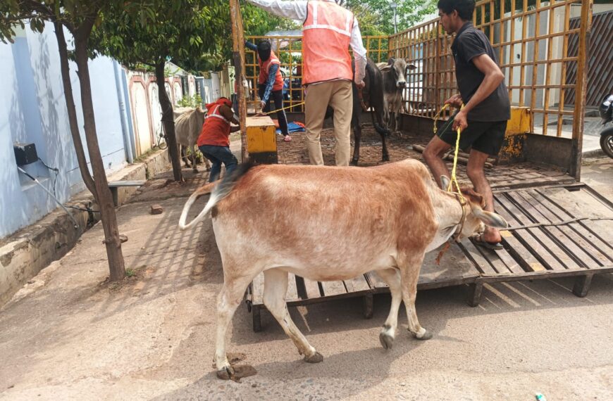 मवेशी धर-पकड़ अभियान, निगम की टीम ने पकड़े 6 मवेशी