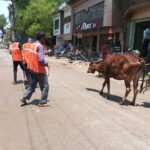 सड़कों पर डेरा डाले मवेशियों पर निगम की सख्ती, दो दिनों में 12 जानवर पकड़े गए