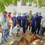राजनांदगांव में मानवता की मिसाल : कड़ी धूप में डेढ़ घंटे की सर्जरी, डॉ. तरुण रामटेके की टीम ने बचाई गौ माता और बछड़े की जान