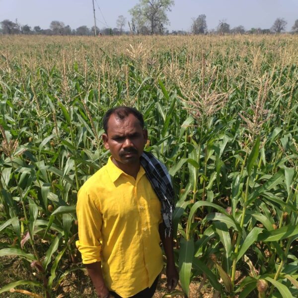 धान छोड़ मक्का की खेती से बढ़ी किसानों की आमदनी, 605 किसानों को मिला 5 करोड़ से अधिक का लाभ