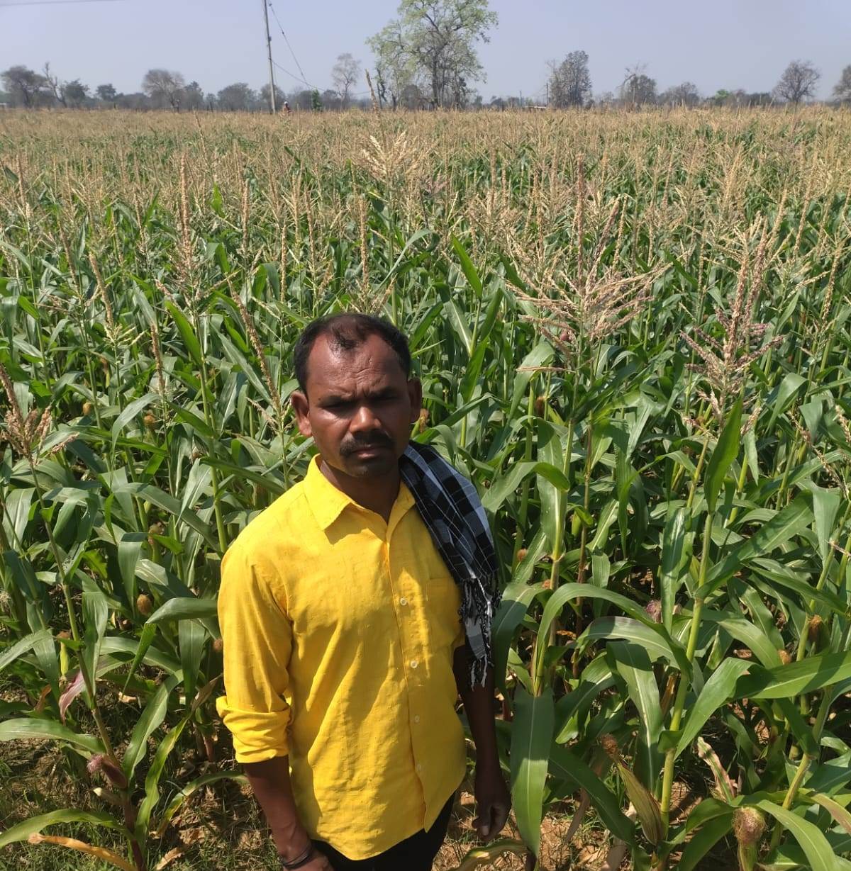 धान छोड़ मक्का की खेती से बढ़ी किसानों की आमदनी, 605 किसानों को मिला 5 करोड़ से अधिक का लाभ