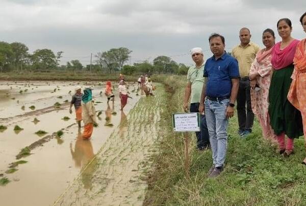 एलनीनो के प्रभाव से फसल बचाने कृषि वैज्ञानिकों की सलाह, लेही विधि और ड्रम सीडर से करें धान की बुवाई