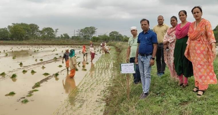 एलनीनो के प्रभाव से फसल बचाने कृषि वैज्ञानिकों की सलाह, लेही विधि और ड्रम सीडर से करें धान की बुवाई
