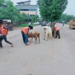 मवेशी धर-पकड़ अभियान जारी : 12 मवेशियों को कांजी हाउस भेजा, 100 से अधिक के गले में बांधी रेडियम पट्टी