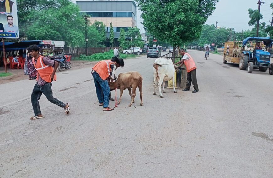 मवेशी धर-पकड़ अभियान जारी : 12 मवेशियों को कांजी हाउस&hellip;