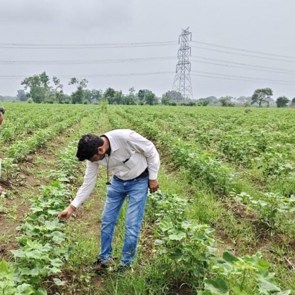 लगातार बारिश से फसलों में कीट व रोगों का खतरा : कृषि विभाग ने जारी की एडवायजरी, किसानों को दी बचाव की सलाह