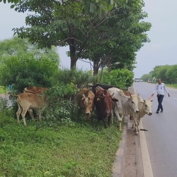 सड़क सुरक्षा के मद्देनज़र राजनांदगांव पुलिस की पहल : सड़कों से हटाए जा रहे आवारा मवेशी, हादसों को रोकने लगाए गए स्टॉपर्स