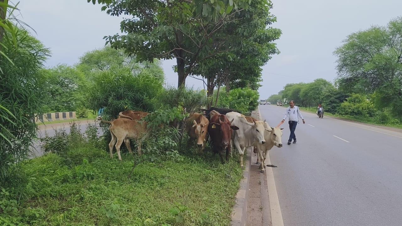सड़क सुरक्षा के मद्देनज़र राजनांदगांव पुलिस की पहल : सड़कों से हटाए जा रहे आवारा मवेशी, हादसों को रोकने लगाए गए स्टॉपर्स