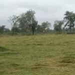 छुरिया में बेमौसम बारिश और आंधी-तूफान का कहर : खेतों में बिछी पककर तैयार धान की फसल, किसानों पर टूटी दोहरी मार